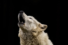 Call of the Wild