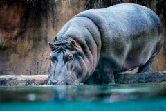 Hippopotamus