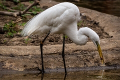 Egret