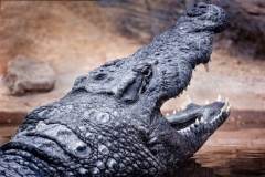 Crocodile