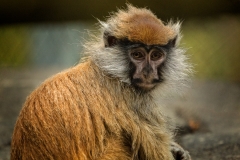 Patas Monkey