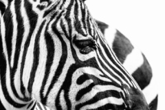 Black Stripes?