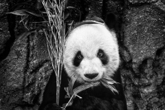Panda Eyes