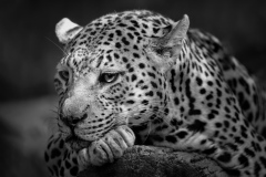 Leopard Meditation