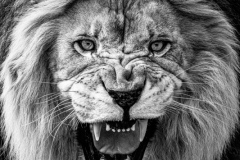 Growl