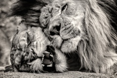 Pillow Talk