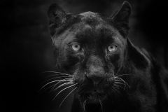 I can Stare a Thousand Years