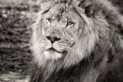 Thabo
