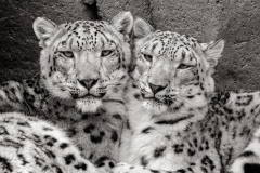 Twins