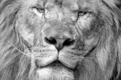Regal