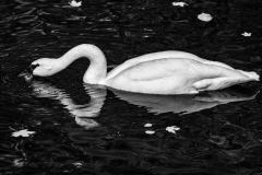 Swan