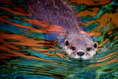 You Otter Be in Pictures