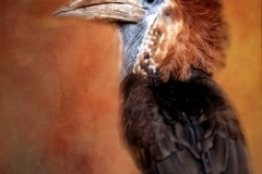 Hornbill