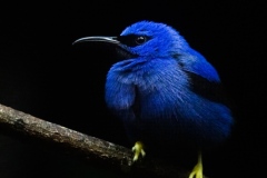 Honeycreeper