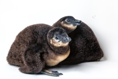 Bubble Buddies