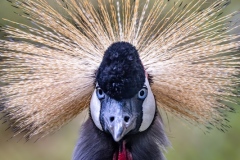 Crowned Crane