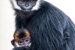 Mama