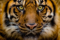 Stare