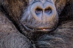 Mwelu