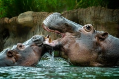 The Kiss