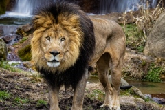 Lion and the Waterfall