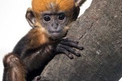 Out on a Limb