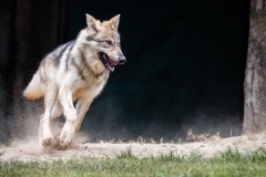 Zoomies