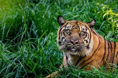 In the Jungle